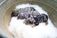 Oreo (Green Bow), a male Bernedoodle for sale in Middlesex, NC – 2 of 2