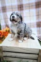 Cookie , a female Bernedoodle for sale in Middlesex, NC – 5 of 10