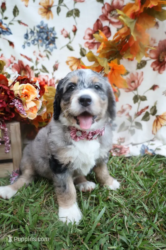 Cookie  – Bernedoodle puppy for sale in Middlesex, NC