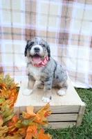 Cookie , a female Bernedoodle for sale in Middlesex, NC – 2 of 10