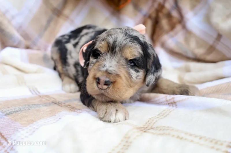 Mocha (Pink Bow) – Bernedoodle puppy for sale in Middlesex, NC