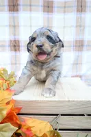 Oreo, a male Bernedoodle for sale in Middlesex, NC – 2 of 10