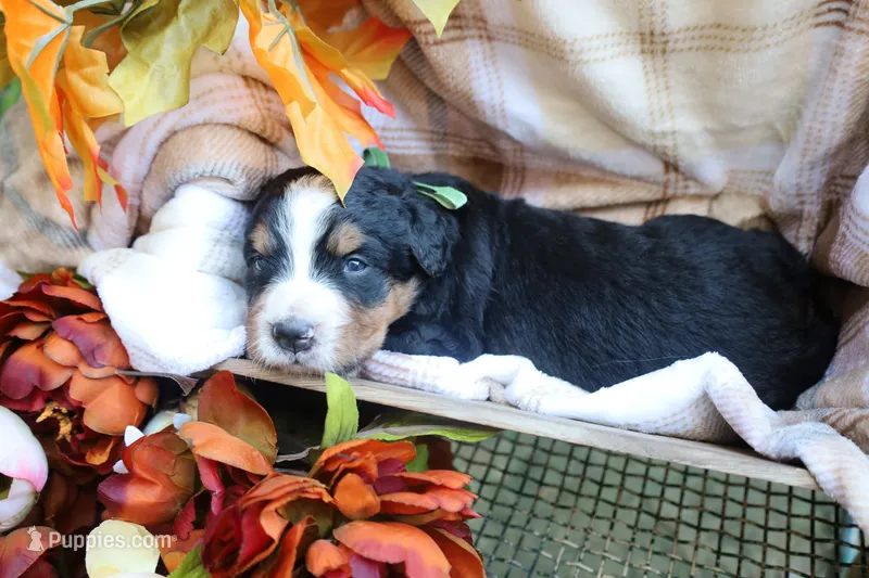 Clover (Green Bow) – Bernese Mountain Dog puppy for sale in Middlesex, NC