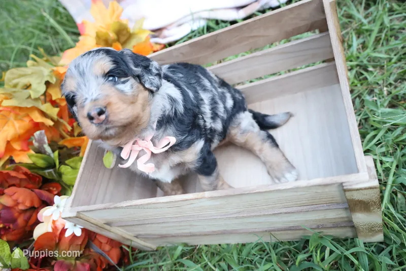 Mocha (Pink Bow) – Bernedoodle puppy for sale in Middlesex, NC