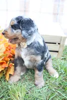 Mocha, a female Bernedoodle for sale in Middlesex, NC – 3 of 10