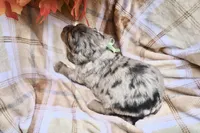 Oreo, a male Bernedoodle for sale in Middlesex, NC – 8 of 10