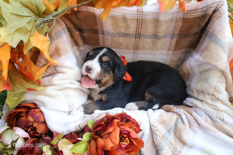 Mazie (Orange Bow)  – Bernese Mountain Dog puppy for sale in Middlesex, NC