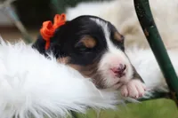 Mazie (Orange Bow) , a female Bernese Mountain Dog for sale in Middlesex, NC – 3 of 3