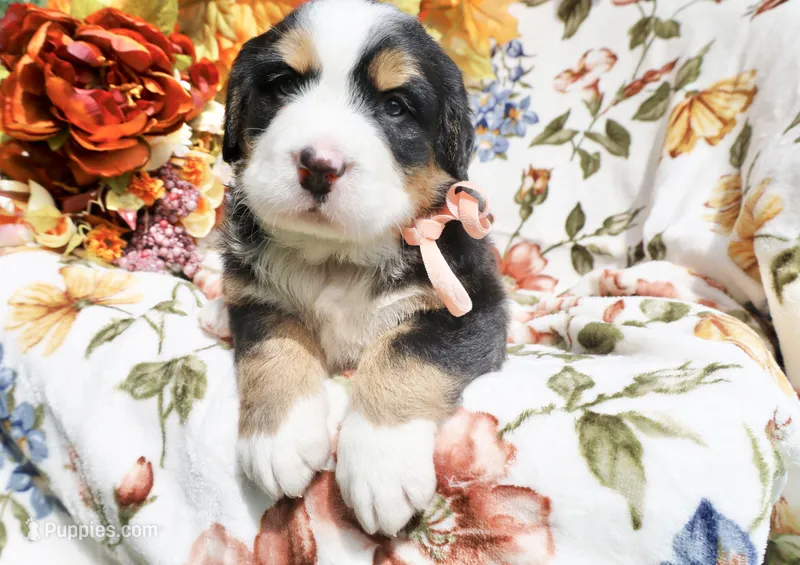 Honey (Pink Bow) – Bernese Mountain Dog puppy for sale in Middlesex, NC