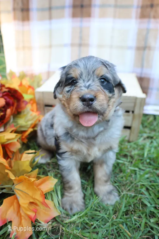 Oreo – Bernedoodle puppy for sale in Middlesex, NC