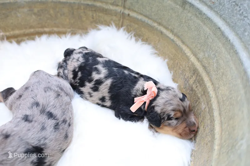 Mocha (Pink Bow) – Bernedoodle puppy for sale in Middlesex, NC
