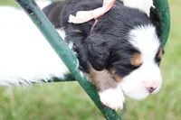 Honey (Pink Bow), a female Bernese Mountain Dog for sale in Middlesex, NC – 2 of 3