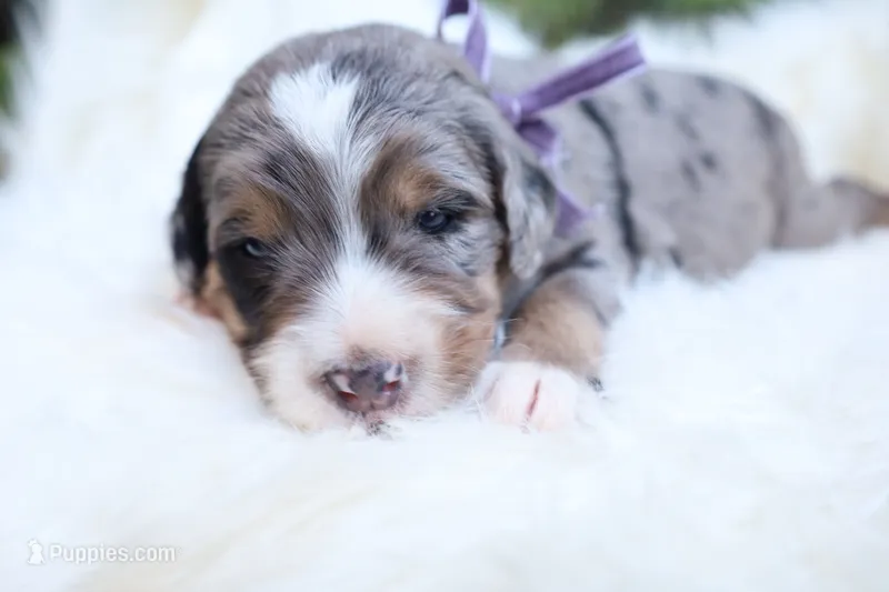 Cookie (Purple Bow) – Bernedoodle puppy for sale in Middlesex, NC