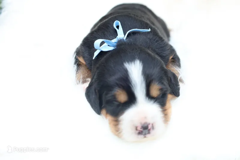 Barely (Blue Bow) – Bernese Mountain Dog puppy for sale in Middlesex, NC