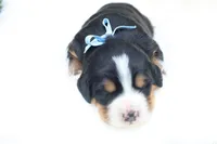 Barely (Blue Bow), a female Bernese Mountain Dog for sale in Middlesex, NC – 1 of 3