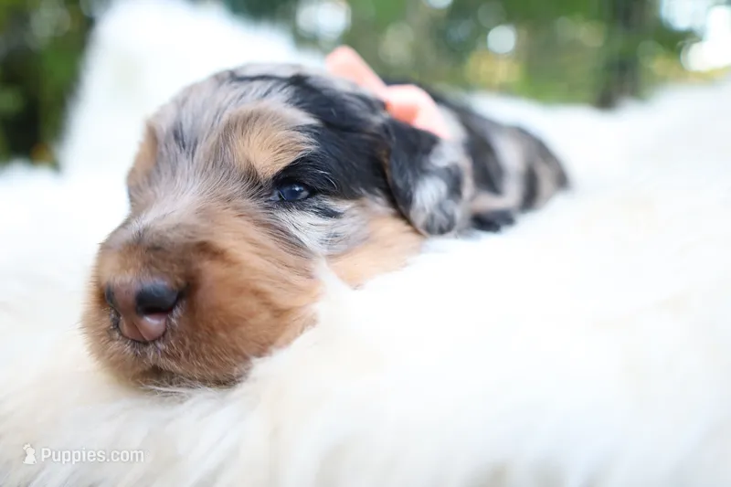Mocha (Pink Bow) – Bernedoodle puppy for sale in Middlesex, NC