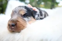 Mocha, a female Bernedoodle for sale in Middlesex, NC – 9 of 10
