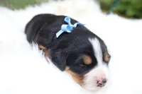 Barely (Blue Bow), a female Bernese Mountain Dog for sale in Middlesex, NC – 2 of 3