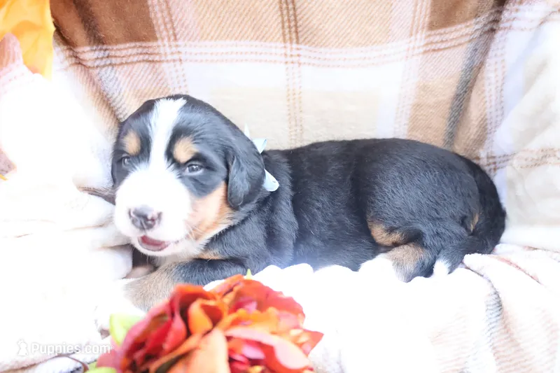 Barely (Blue Bow) – Bernese Mountain Dog puppy for sale in Middlesex, NC