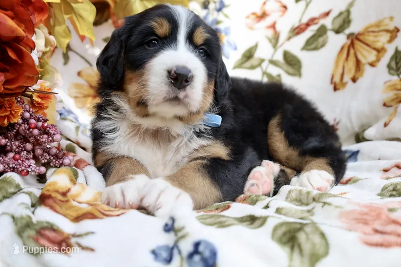 Barely (Blue Bow) – Bernese Mountain Dog puppy for sale in Middlesex, NC