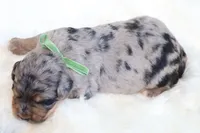 Oreo, a male Bernedoodle for sale in Middlesex, NC – 10 of 10