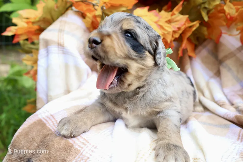 Oreo (Green Bow) – Bernedoodle puppy for sale in Middlesex, NC