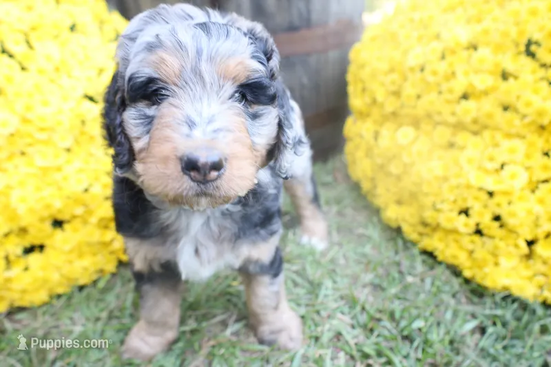 Mocha – Bernedoodle puppy for sale in Middlesex, NC