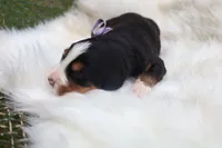 Hazel, a female Bernese Mountain Dog for sale in Middlesex, NC – 2 of 3