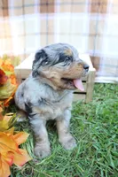 Oreo, a male Bernedoodle for sale in Middlesex, NC – 3 of 10