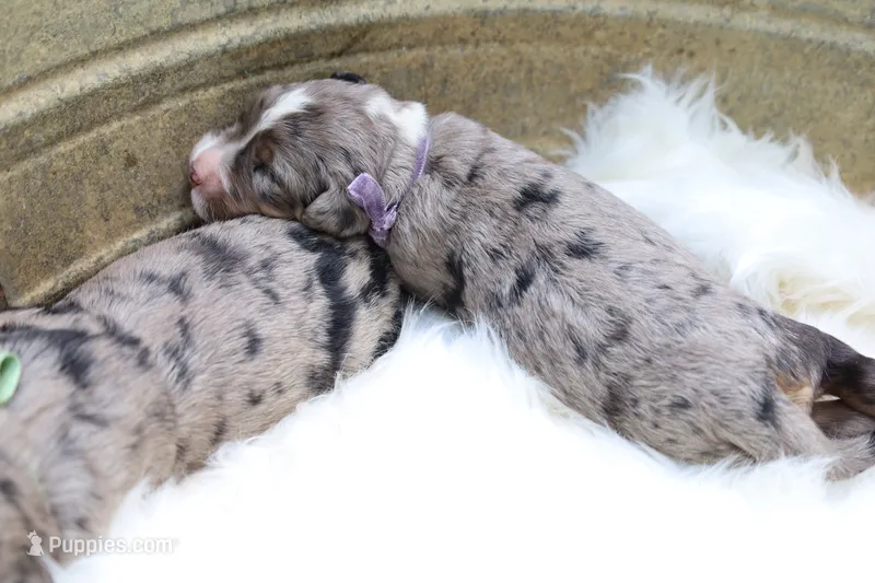 Cookie (Purple Bow) – Bernedoodle puppy for sale in Middlesex, NC