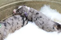 Cookie (Purple Bow), a female Bernedoodle for sale in Middlesex, NC – 1 of 2
