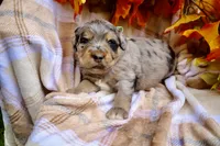 Oreo, a male Bernedoodle for sale in Middlesex, NC – 7 of 10