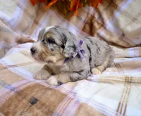 Cookie , a female Bernedoodle for sale in Middlesex, NC – 7 of 10