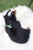 Clover (Green Bow), a female Bernese Mountain Dog for sale in Middlesex, NC – 3 of 3
