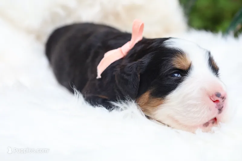 Honey (Pink Bow) – Bernese Mountain Dog puppy for sale in Middlesex, NC