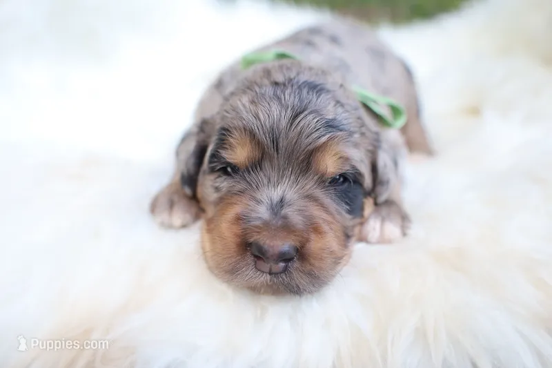Oreo (Green Bow) – Bernedoodle puppy for sale in Middlesex, NC