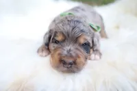 Oreo, a male Bernedoodle for sale in Middlesex, NC – 9 of 10