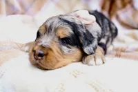 Mocha, a female Bernedoodle for sale in Middlesex, NC – 7 of 10