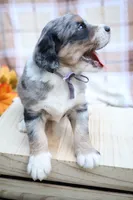 Cookie , a female Bernedoodle for sale in Middlesex, NC – 6 of 10