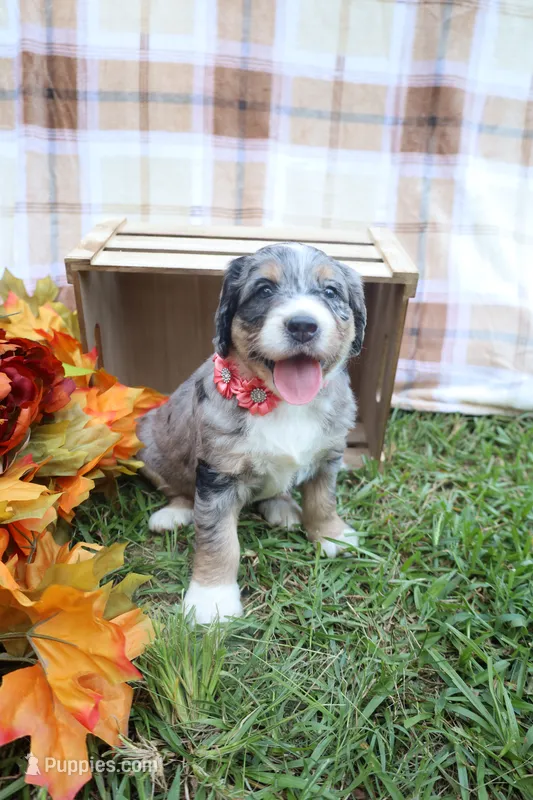 Cookie  – Bernedoodle puppy for sale in Middlesex, NC