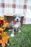 Cookie , a female Bernedoodle for sale in Middlesex, NC – 1 of 10