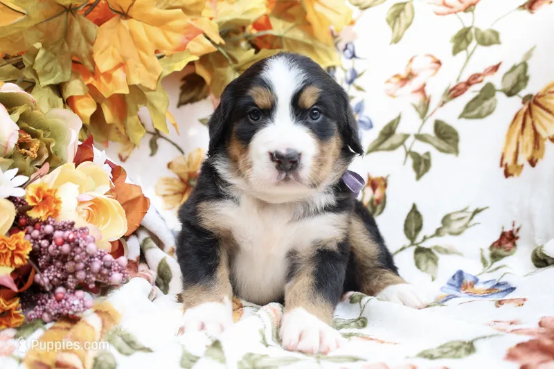 Hazel (Purple Bow) – Bernese Mountain Dog puppy for sale in Middlesex, NC