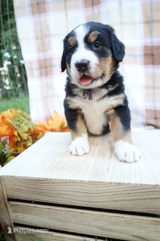 Hazel (Purple Bow) – Bernese Mountain Dog puppy for sale in Middlesex, NC