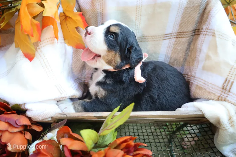 Honey (Pink Bow) – Bernese Mountain Dog puppy for sale in Middlesex, NC