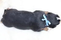 Barely (Blue Bow), a female Bernese Mountain Dog for sale in Middlesex, NC – 3 of 3