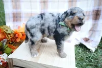 Oreo, a male Bernedoodle for sale in Middlesex, NC – 4 of 10