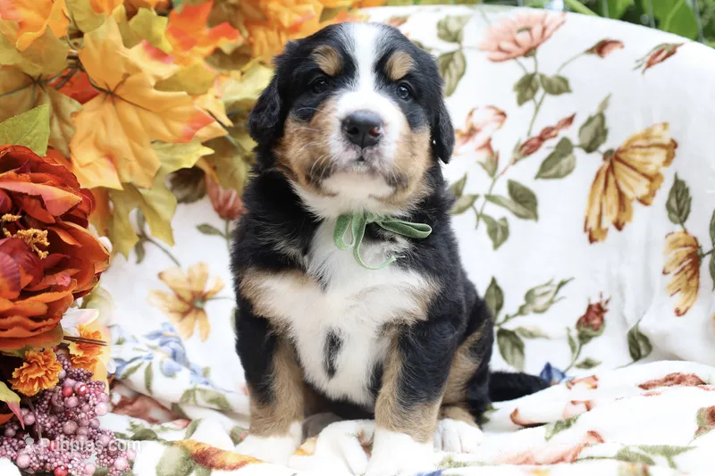 Clover (Green Bow) – Bernese Mountain Dog puppy for sale in Middlesex, NC
