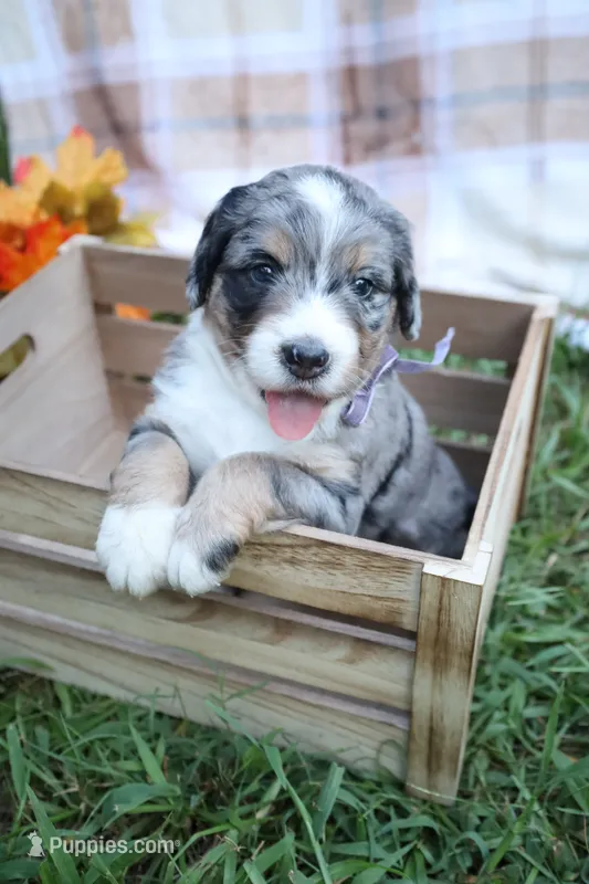 Cookie (Purple Bow) – Bernedoodle puppy for sale in Middlesex, NC