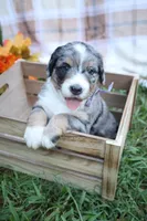 Cookie , a female Bernedoodle for sale in Middlesex, NC – 4 of 10
