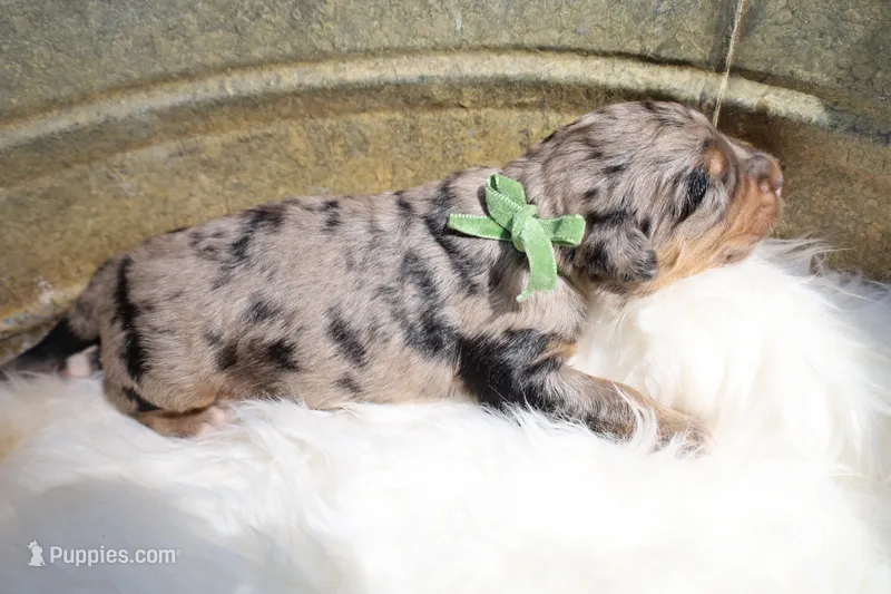 Oreo (Green Bow) – Bernedoodle puppy for sale in Middlesex, NC